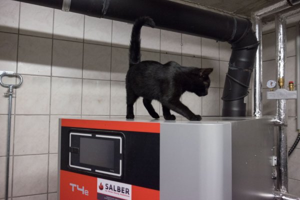 Tierisch gute neue Heizung